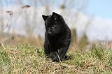 SCHIPPERKE 770